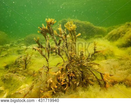 Fucus Vesiculosus, Common Names Bladderwrack, Black Tang, Rockweed, Bladder Fucus, Sea Oak, Cut Weed
