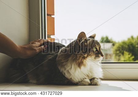 A Gray Striped Cat Is Sitting On The Window