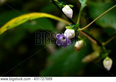 Light Violet Color Flower Of A Wild Plant Belonging To Strobilanthes Species  From Western Ghats