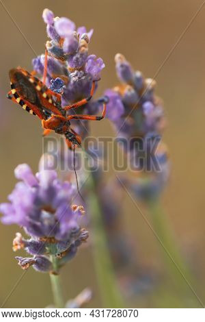 Macro Of Black And Red Assassin Bug Rhynocoris Iracundus On Lavender Flower