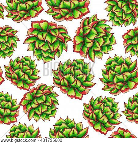 Succulents Flowers, Domestic Plant Grows In Pots And In Nature In The Desert Or In The Sand Stone Ro