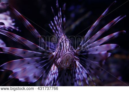 Lionfish - Pteroisvolitans. Wonderful And Beautiful Underwater World With Corals And Tropical Fish.