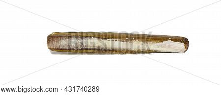 Razor Fish, Sea Shell Isolated On White Background. Shell, Seashell Or Conch Isolated On White Backg