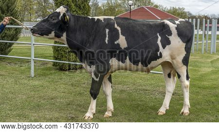 Bull-producer In The Show Rack. Images For The Agricultural Catalog. Production Of Sperm For Insemin