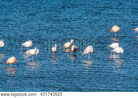 Colony Of Pink Flamingos Wintering In Grevelingen Salt Lake Near Battenoord Village In Zeeland, Neth