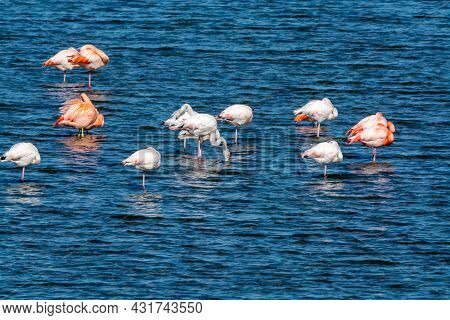 Colony Of Pink Flamingos Wintering In Grevelingen Salt Lake Near Battenoord Village In Zeeland, Neth