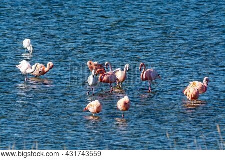 Colony Of Pink Flamingos Wintering In Grevelingen Salt Lake Near Battenoord Village In Zeeland, Neth