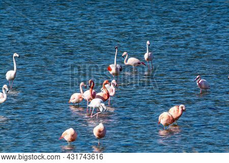 Colony Of Pink Flamingos Wintering In Grevelingen Salt Lake Near Battenoord Village In Zeeland, Neth