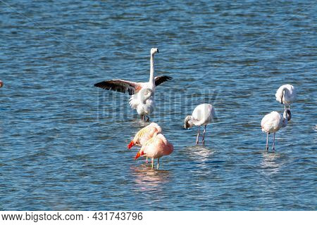 Colony Of Pink Flamingos Wintering In Grevelingen Salt Lake Near Battenoord Village In Zeeland, Neth