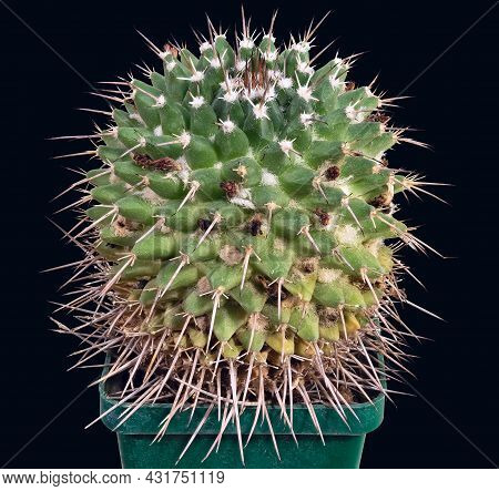 The Plant, The Cactus Mamillaria Centricirrha (latin Name), Is Covered In Last Year's Withered Buds.