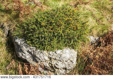 Gorse Shrub With Yellow Flowers On A Rock  On A Mountain Slope.