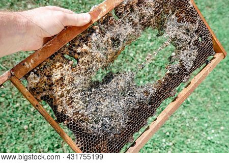 Wax Bee Frame Eaten By Parasites. Wax Moth. Pests Of Active Hives. Galleria Mellonella Species In A 