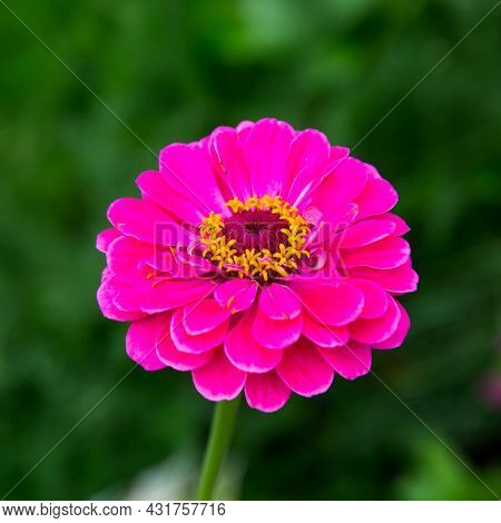 A Zinnia Flower (latin Zínnia) Is A Bright Pink Color Against A Green Background On A Clear Sunny Da