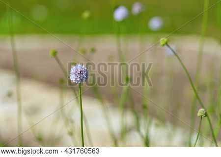 Succisella Inflexa Summer Time Macro Picture Close Up