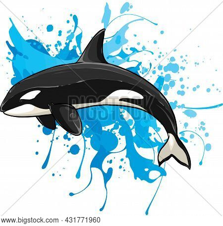 Vector Illustration Of Killer Whale Isolated Watercolor Splash