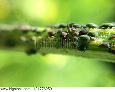 Black Aphid On The Grass Or Stem. Family Of Aphis Damaging Garden