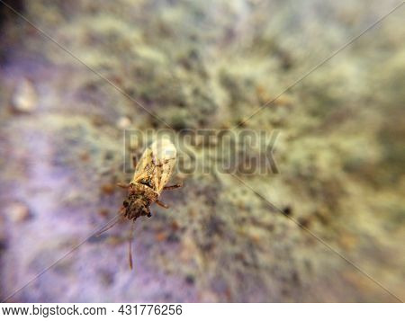 Small Yellow Bug Sitting On The Rock