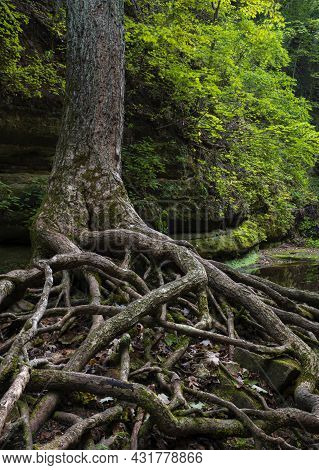A Large Tree Has Had The Soil Repeatedly Washed Away From It's Roots While Hundreds Of Thousands Of 