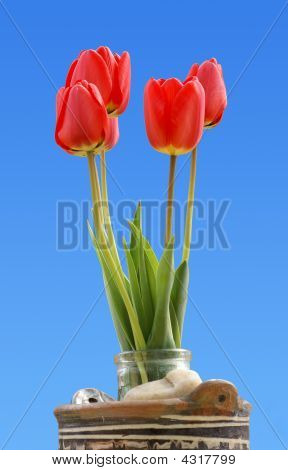 Tulpen