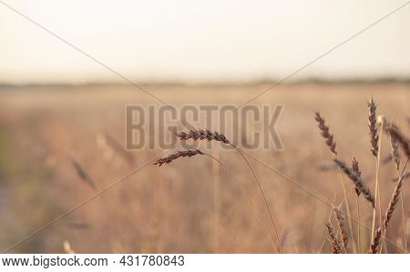 Ears Of Wheat Or Rye Growing In The Field At Sunset. Field Of Rye During The Harvest Period In An Ag