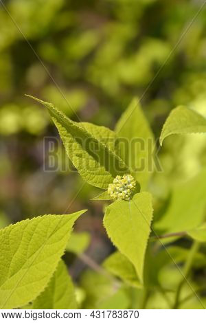 Smooth Hydrangea Annabelle Flower Buds - Latin Name - Hydrangea Arborescens Annabelle