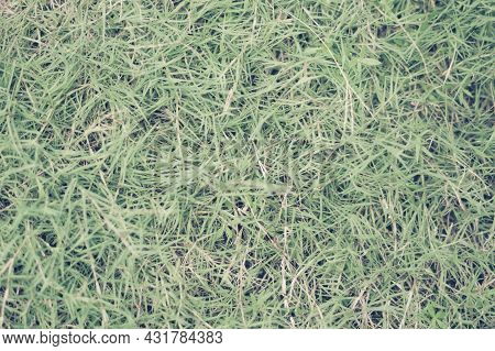 Abstract Natural Background. Collection With Different Colour Tones Of Green Grass, Copy Space. Summ