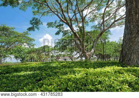A Green Landscape Garden Of A Residential Front Yard In Batangas, Philippines, Southeast Asia. Photo
