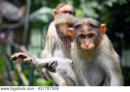 Animal Photography Monkey Sitting Macro Photography On A Green Background, Animal Photography, Wildl