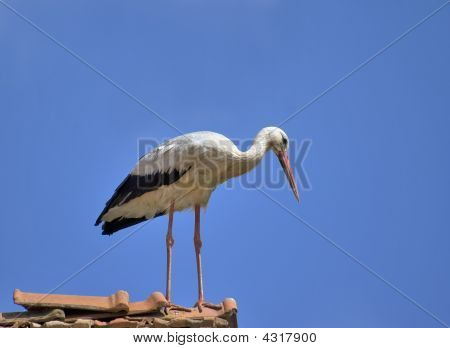 Cigogne