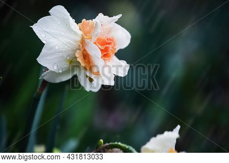 Double Narcissi Colorful Orange And White Daffodil Replete Flower Blooming In A Spring Rain Shower.