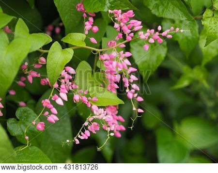 Pink Flower Small Ivy Scientific Name Antigonon Leptopus Hook, Arranged Into Beautiful Bouquets On B