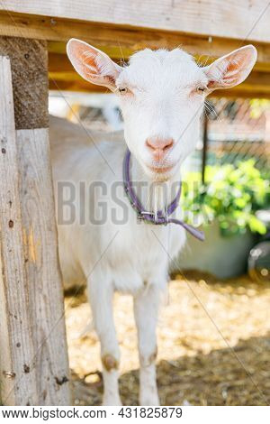 Cute Free Range Goatling On Organic Natural Eco Animal Farm Freely Grazing In Yard On Ranch Backgrou