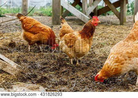 Free Range Chicken On Organic Animal Farm Freely Grazing In Yard On Ranch Background. Hen Chickens G