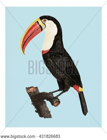 Vintage Toucan illustration wall art print and poster.