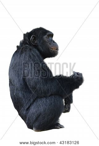 Chimpanse
