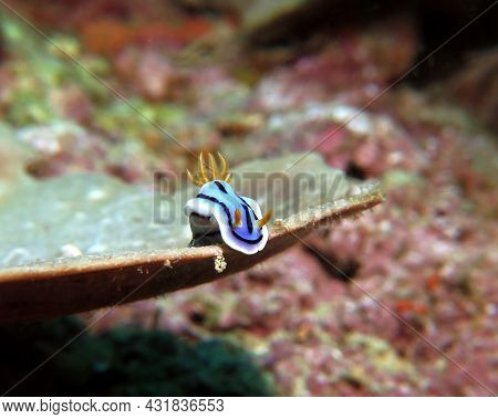 A Chromodoris Lochi Nudibranch On A Soft Coral Boracay Philippines