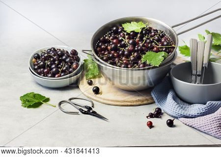 The Jostaberry (ribes X Nidigrolaria) Hybrid Of A Black Currant And Gooseberry
