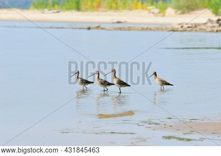 The Black-tailed Godwit (limosa Limosa) Is A Large, Long-legged, It Is A Member Of The Godwit Genus,