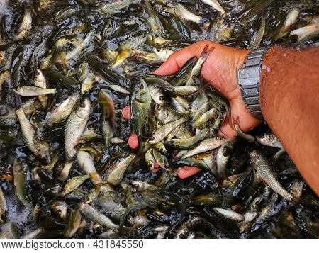 Rohu Fish Seed In Hand Rohu Carp Seed Production In Fish Breeding Hatchery
