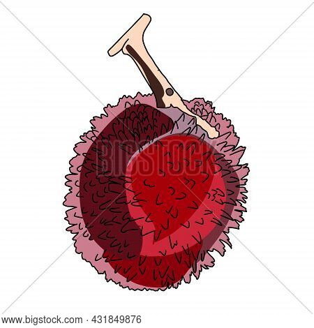 Vector Illustration Pulasan Isolated On White Background