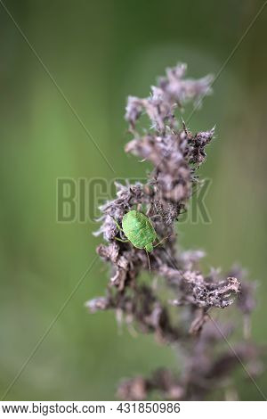 A Bug On A Plant. Portrait Of A Bug.