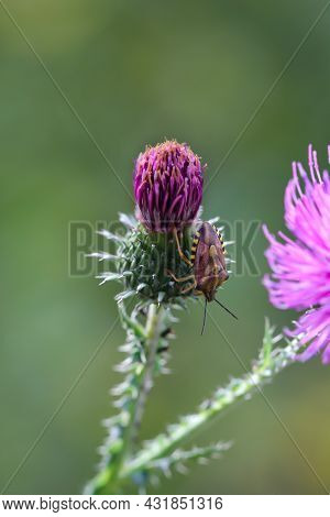 A Bug On A Plant. Portrait Of A Bug.