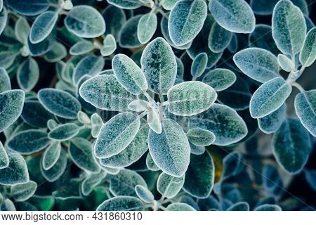 Natural Emerald Green Background Of Green Hairy, Pilose Leaves. Abstract Nature Green Background.