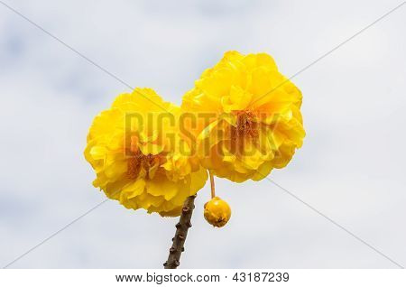 Gule silke bomuld eller Cochlospermum Regium