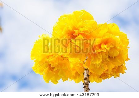 Gule silke bomuld eller Cochlospermum Regium
