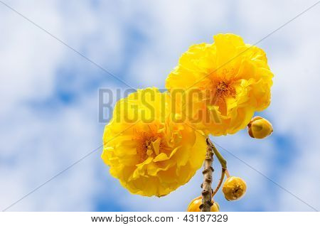 Gule silke bomuld eller Cochlospermum Regium