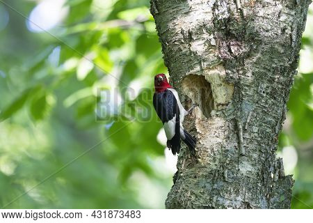 The Red-headed Woodpecker (melanerpes Erythrocephalus)  Bringing Food For Young  Into The Nesting Ca