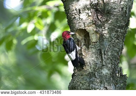 The Red-headed Woodpecker (melanerpes Erythrocephalus)  Bringing Food For Young  Into The Nesting Ca