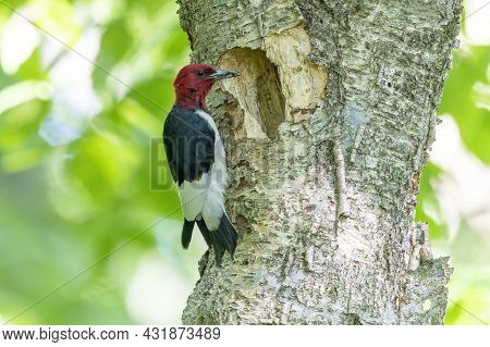 The Red-headed Woodpecker (melanerpes Erythrocephalus)  Bringing Food For Young  Into The Nesting Ca