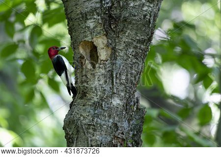 The Red-headed Woodpecker (melanerpes Erythrocephalus)  Bringing Food For Young  Into The Nesting Ca